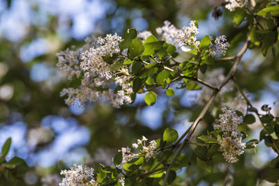 Close-up of white flowering plant