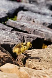 Close-up of baby bird on rock