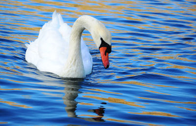 View of swan floating in lake