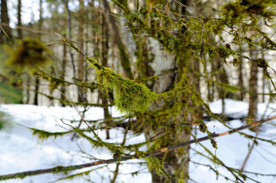 Close-up of tree during winter