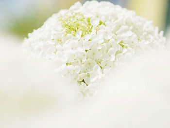 Close-up of white flowering plant