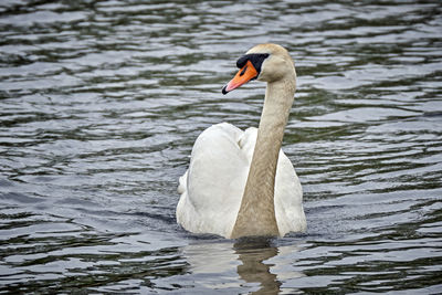 Swan swimming in a lake