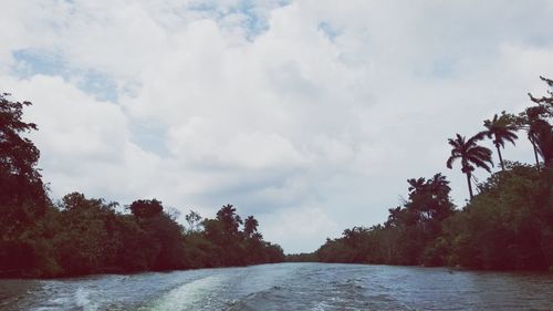 Scenic view of river amidst trees against sky