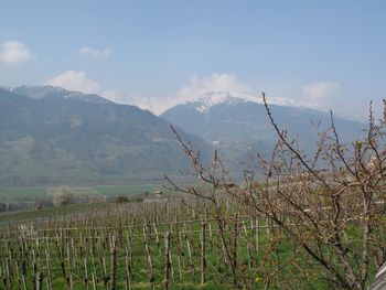 Vineyard cultivated on green hill against mountains