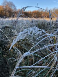 Close-up of frozen plants on land