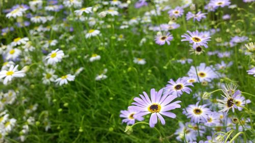 Close-up of cosmos flowers blooming on field