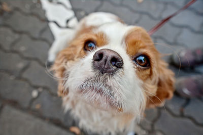 High angle view of dog looking up