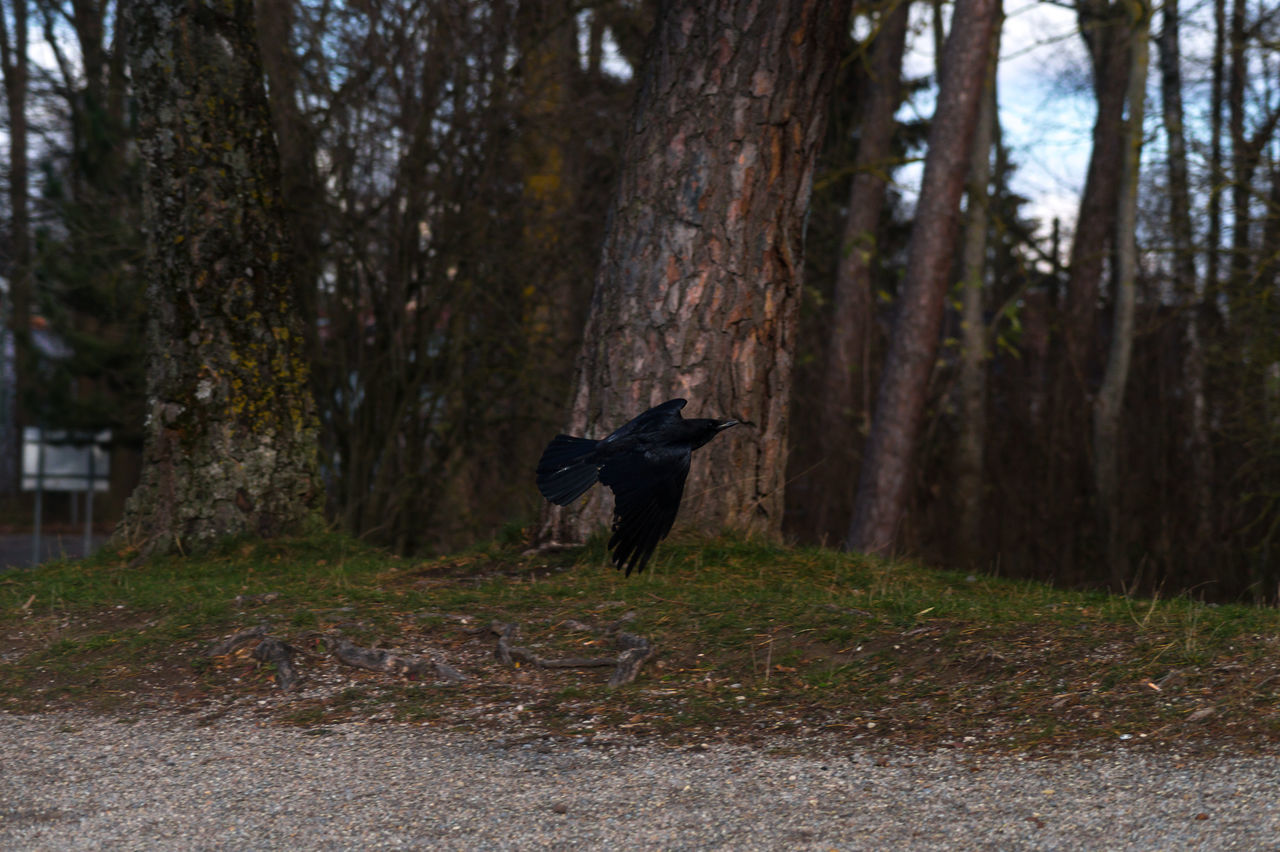 one animal, animal themes, tree, dog, domestic animals, mammal, forest, pets, black color, tree trunk, full length, nature, walking, field, grass, standing, wildlife, outdoors, no people, day