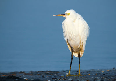 Close-up of egret perching on rock against sea and sky