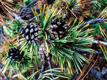 Close-up of pine tree