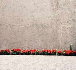 Red poppy flowers blooming outdoors