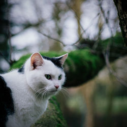 Close-up of a cat looking away