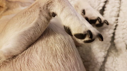 Close-up of dog paws