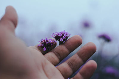 Midsection of person holding purple flowering plant