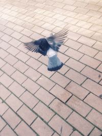 Bird flying over cobblestone