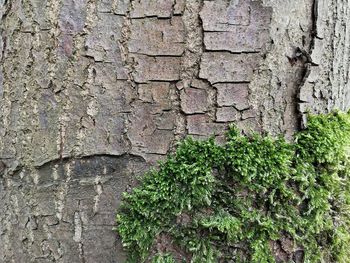 Full frame shot of tree trunk on wall