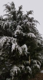 Trees against sky during winter