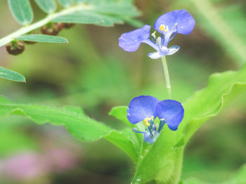 Close-up of purple flower blooming outdoors