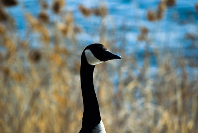 Close-up of a duck swimming in lake