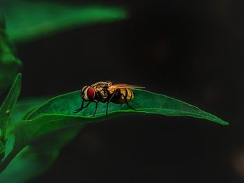 Close-up of fly on leaf