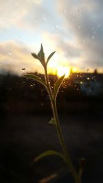 Close-up of plant against sky at sunset
