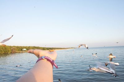 Low angle view of seagulls on hand
