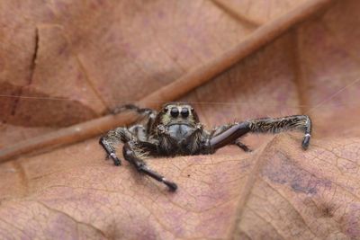 Close-up of spider on hand