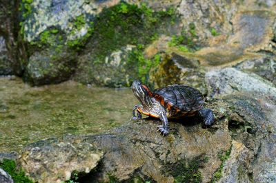 View of turtle on rock