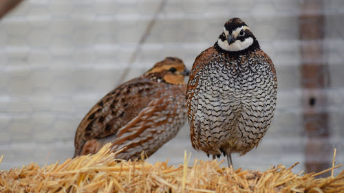 Close-up of birds 