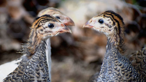 Close-up of a guinea fowl
