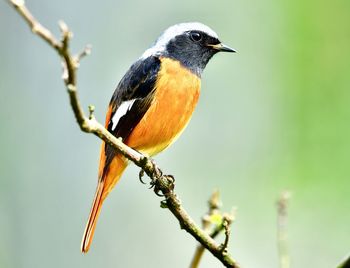 Close-up of bird perching on branch