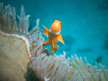 Close-up of clown fish swimming in sea