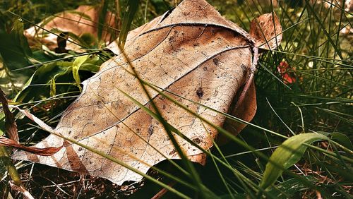 Close-up of grass