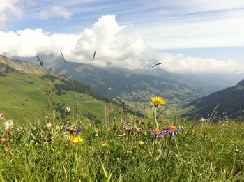 Flowers growing on field against sky