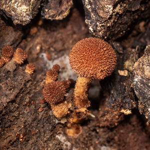 soil
