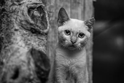 Close-up portrait of a cat