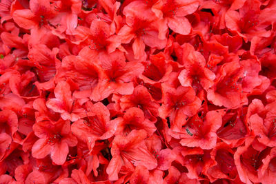 Full frame shot of red flowers