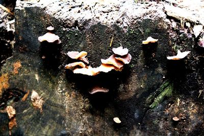 Close-up of mushrooms