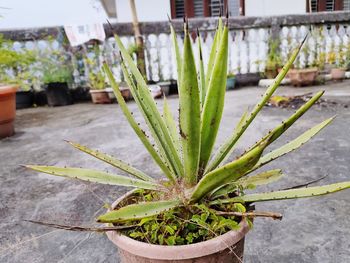 High angle view of succulent plant in yard