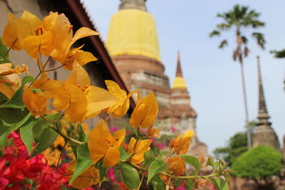 Low angle view of yellow flowering plant against building