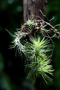 Close-up of pine tree