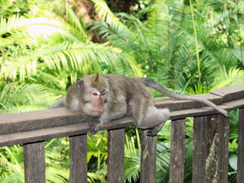 Monkey on a tree