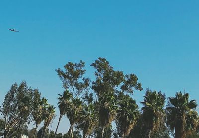 Low angle view of trees against clear blue sky