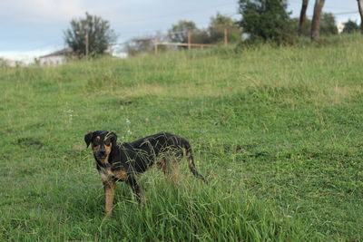 View of a horse on field