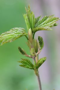 Close-up of flower bud