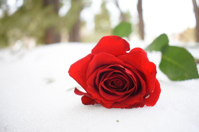 Close-up of red rose