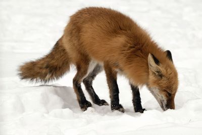 View of a cat on snow covered field