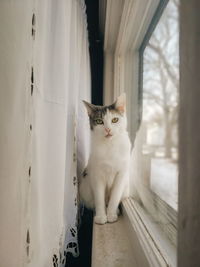 Portrait of cat sitting on window