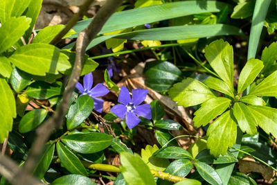 Close-up of bumblebee on purple flowers