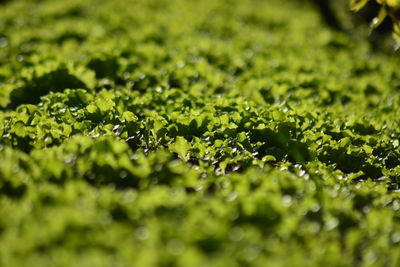 Full frame shot of wet plants